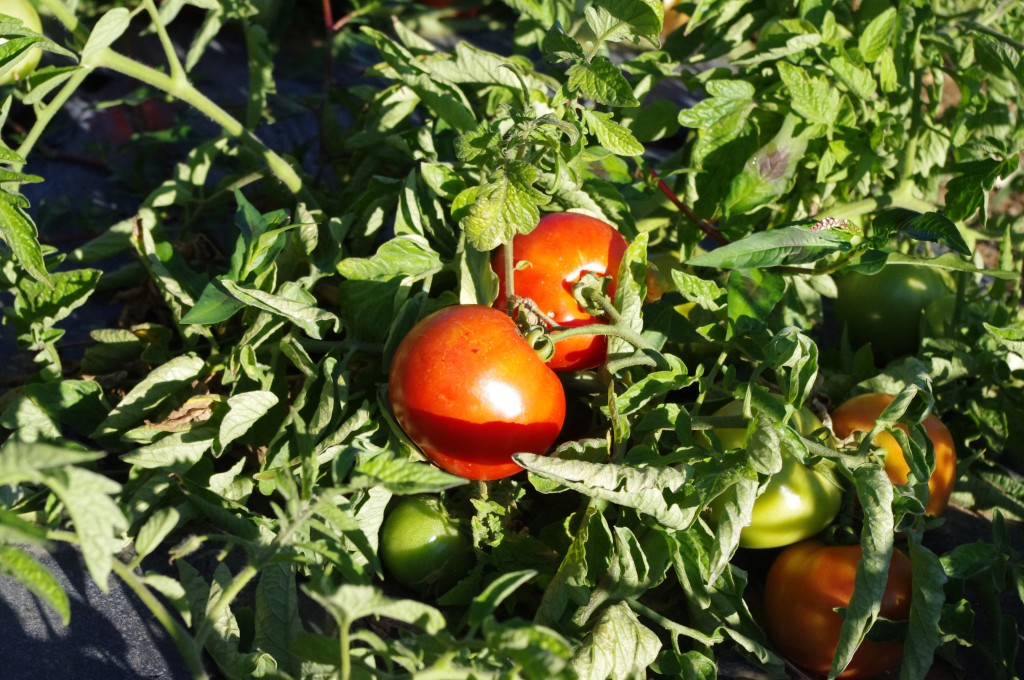 Tomate plein champs 1024x680