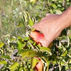 Tomates et fruits plein champs: enquête chez un producteur Lyonnais