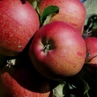 Les fruits et légumes d’hiver, Manger de saison, épisode #2